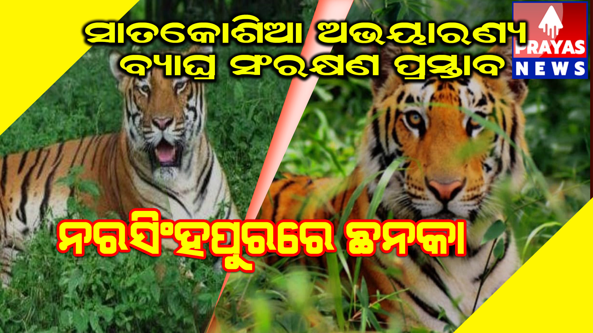 ସାତକୋଶିଆ ଅଭୟାରଣ୍ୟ ବ୍ୟାଘ୍ର ସଂରକ୍ଷଣ ପ୍ରକଳ୍ପ ଅନିଶ୍ଚିତତା ମଧ୍ୟରେ 40 ହଜାର ଲୋକଙ୍କ ଭବିଷ୍ୟତ