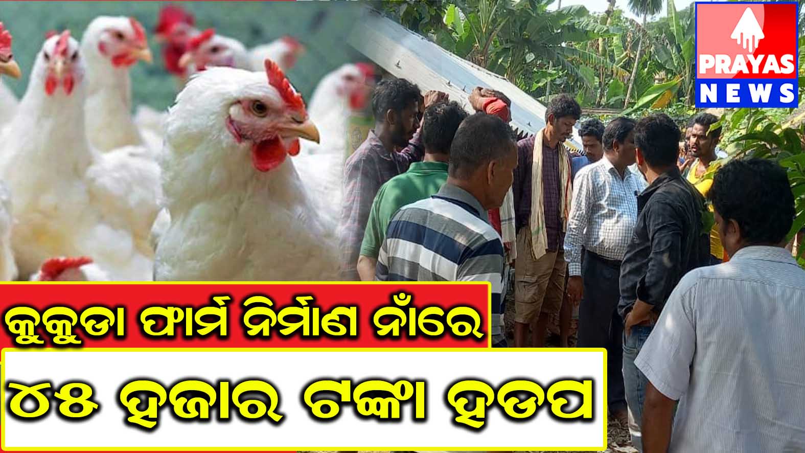 ଗୋସୁଗମ କୁକୁଡା ଫାର୍ମରେ ଅନିୟମିତତା ଅଭୋଯୋଗ ଉକୁନ୍ଦରାରେ ପହଞ୍ଚି ତଦନ୍ତ କଲେ ସିଡିଭିଓ