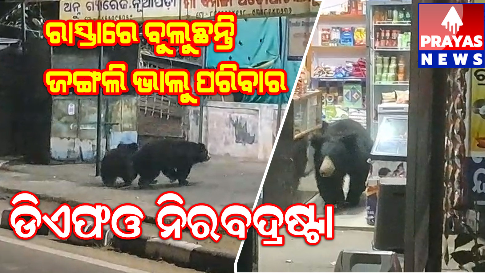 ନୂଆପଡ଼ା ସଦର ମହକୁମାର ମୁଖ୍ୟ ରାସ୍ତାରେ ଜଙ୍ଗଲି ଭାଲୁ ପରିବାର