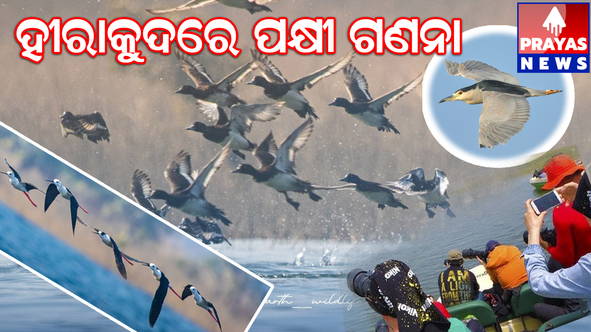 ହୀରାକୁଦରେ ୨୦୨୬ ପକ୍ଷୀ ଗଣନା ଫଳାଫଳ 