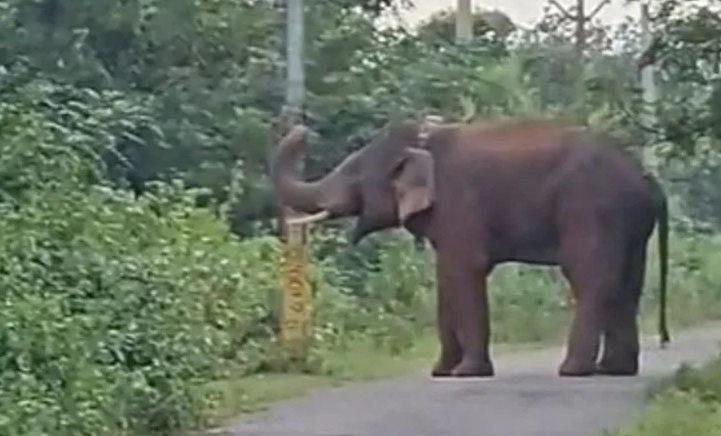 ଦନ୍ତା ଆକ୍ରମଣରେ ଶ୍ରମିକ ମୃତ